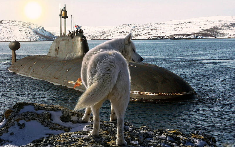 Wolf Checking out a Submarine, submarine, nature, wolf, animals, HD wallpaper
