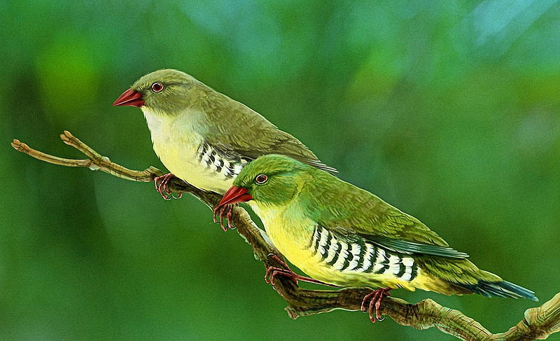 Green Finches, finches, green, two, paint, birds, animals, HD wallpaper