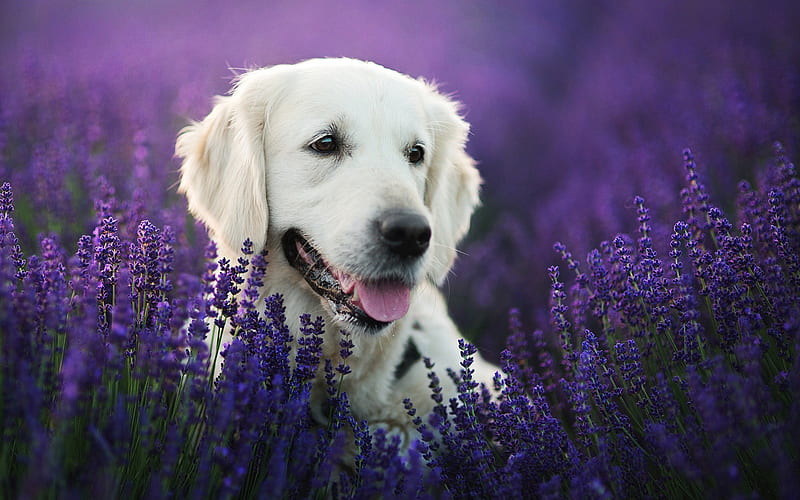 Golden Retriever, lavender, labradors, dogs, pets, cute dogs, Golden Retriever Dog, HD wallpaper