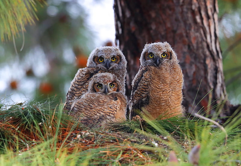 Birds, Owl, Bird, HD wallpaper | Peakpx