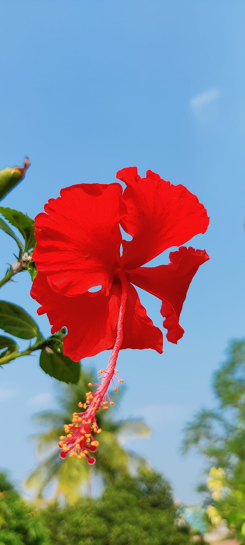 Red joba flower Stock Photo  Alamy