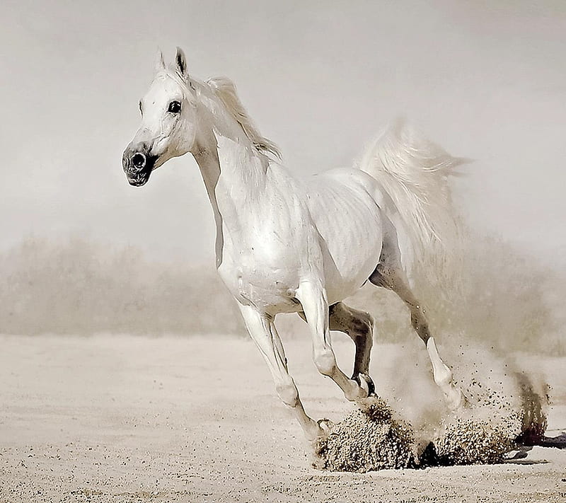 White horse, animal, HD phone wallpaper | Peakpx