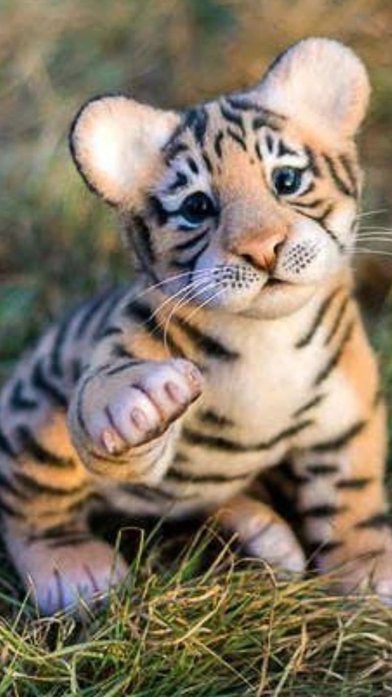 Cute Baby Tiger Kid, lindo bebé tigre, niño, tigre, Fondo de pantalla de  teléfono HD | Peakpx