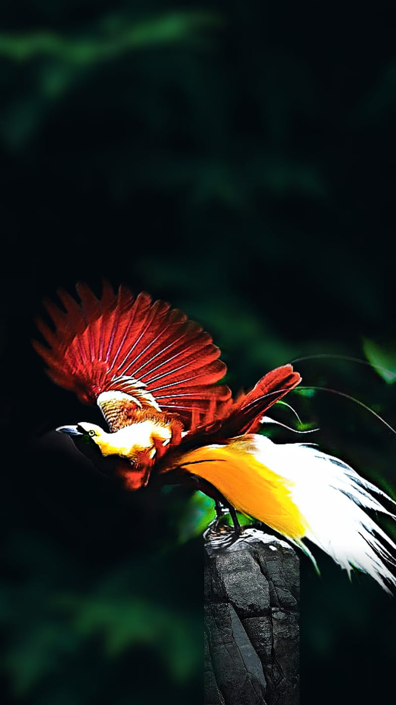 Wallpaper bird of paradise bird 4k Animals 15002