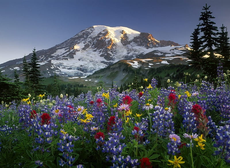 Mount Rainier, rocks, wonderful, glaciers, washington, national, yellow, clouds, nice, flowers, park, trees, pines, snow, purple, mountains, ice, volcanic, awesome, garden, violet, hop, white, red, brown, gray, bonito, seasons, volcano, lupines, united states, wilderness, graphy, green amazing, fresh, rainier, colors, spring, daisies, usa, icy, plants, day, frozen, scarlat, HD wallpaper