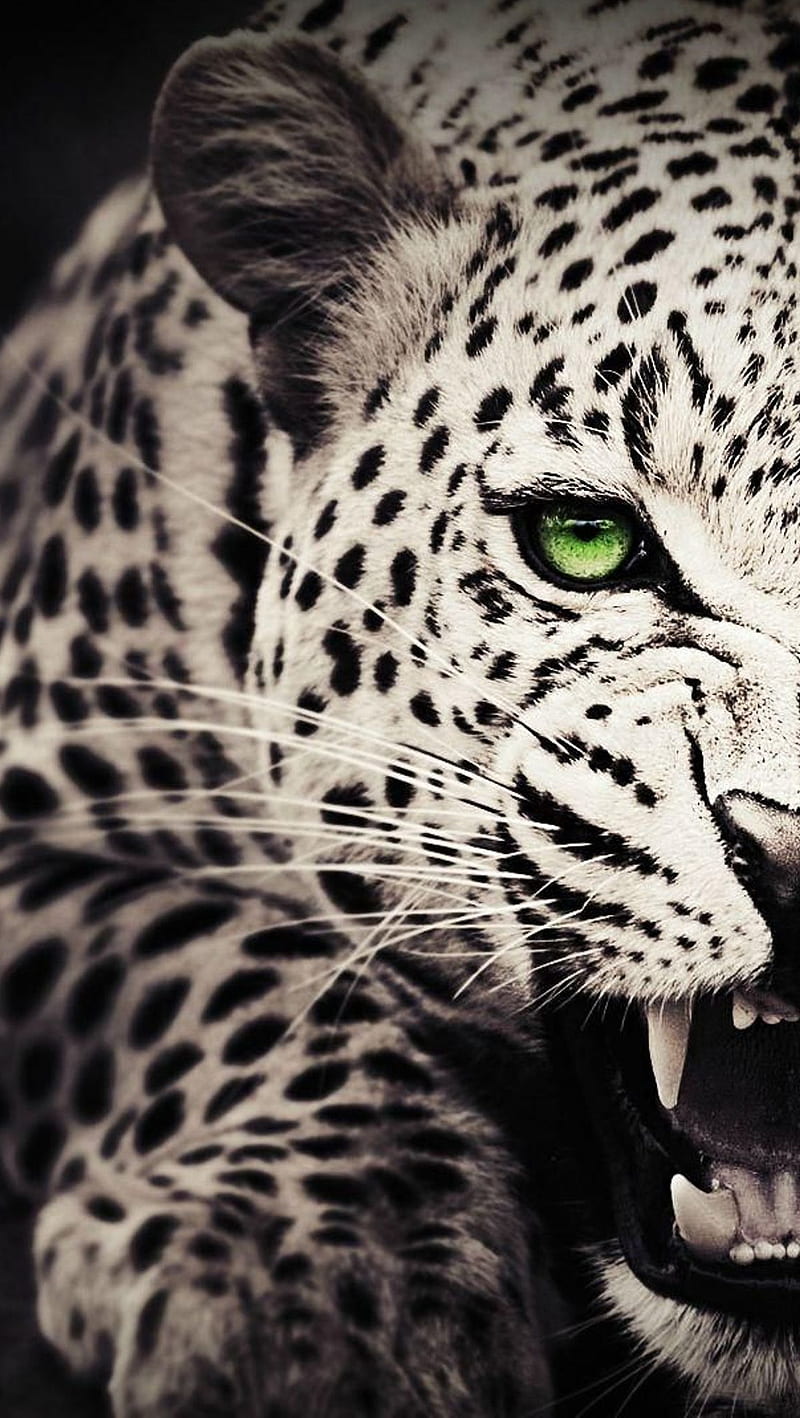 Angry Leopard, beast, HD phone wallpaper