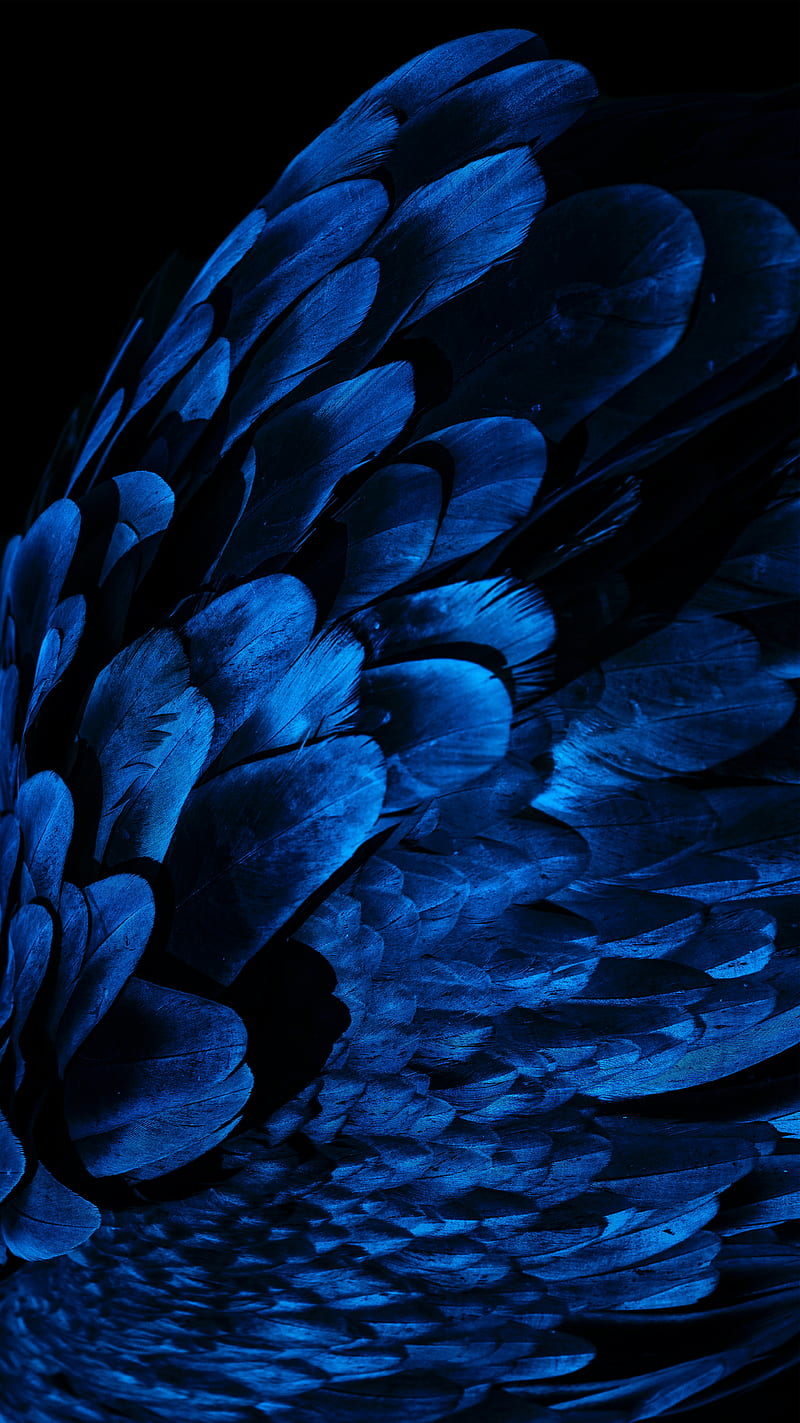 feathers, wing, blue, dark, HD phone wallpaper