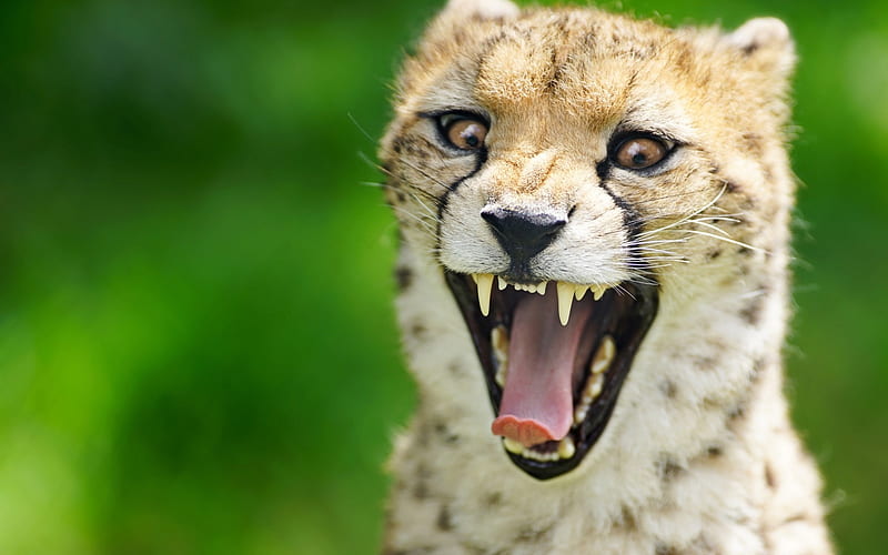cheetah roaring face