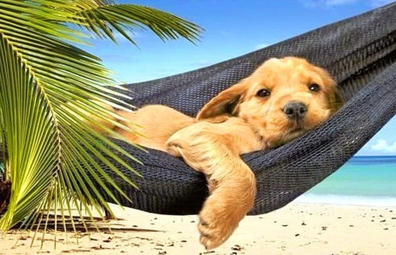 Lazy summer day, beach, green, ocean, summer, palm, hammock, puppy, HD wallpaper