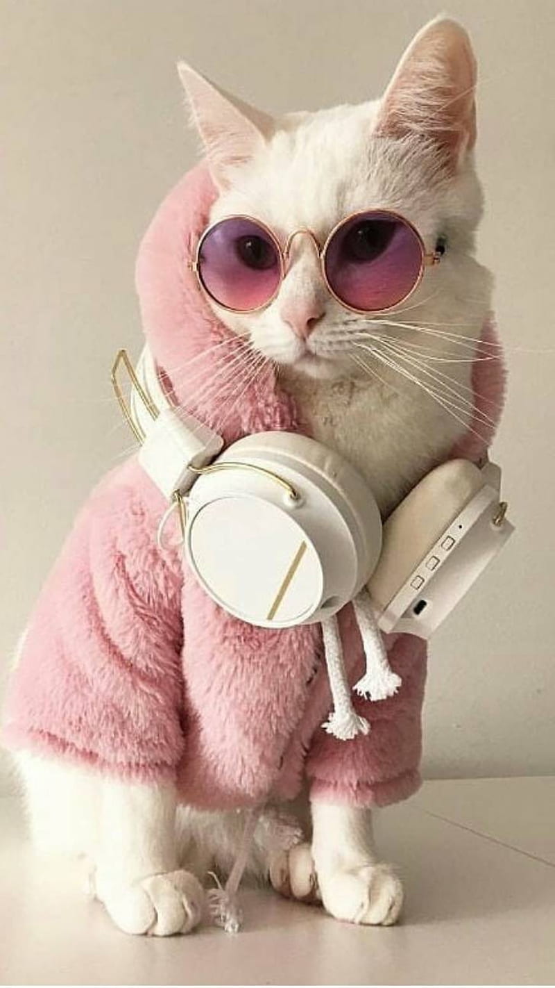 Stylish Cat, cat , cats, cute, meow, style, HD phone wallpaper