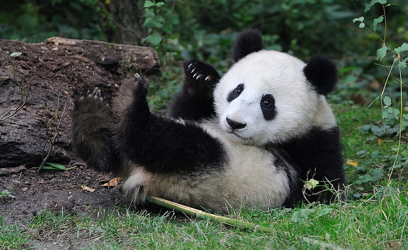 Panda cub, cute, panda, cub, bear, black, white, baby, HD wallpaper