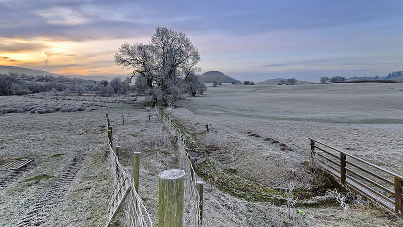 frost on pastures at sunrise, fence, gate, tree, pasture, sunrise, frost, HD wallpaper