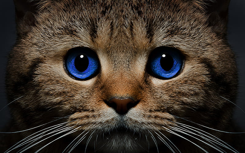 Ojos Azules Cat close-up, blue eyes, cats, pets, domestic cats, Ojos Azules, HD wallpaper