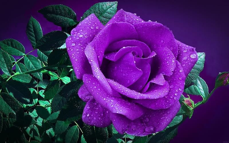violet rose, bokeh, violet flowers, dew, beautiful flowers, violet buds, roses, HD wallpaper