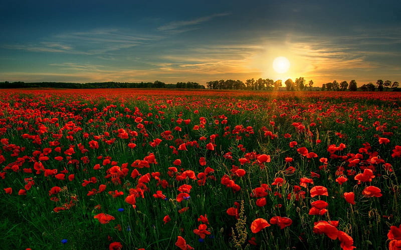 Nature, Flowers, Sunset, Sun, Flower, Rose, Sunrise, Earth, Field, Poppy, Scenic, Red Flower, HD wallpaper