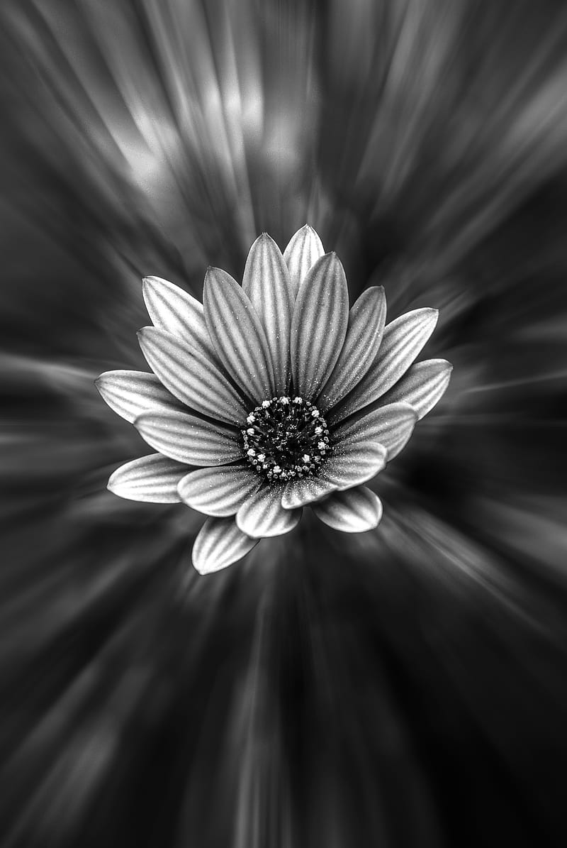 flower, bw, petals, blur, HD phone wallpaper