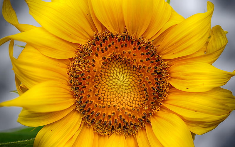 Girasol, colores, hojas, naturaleza, pétalos, Fondo de pantalla HD | Peakpx