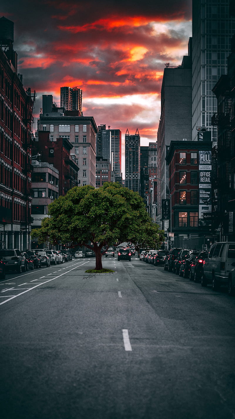 Nature Takes Over, buildings, city, in, tree, HD phone wallpaper | Peakpx