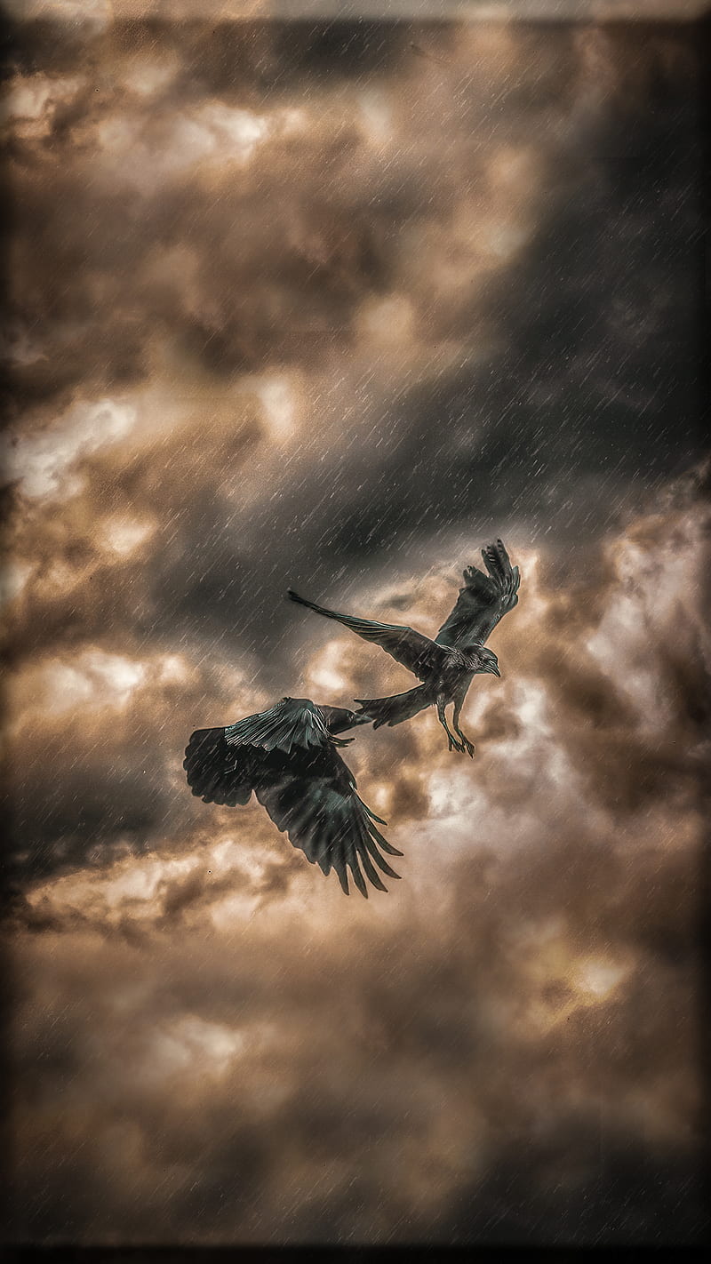 Two Crows in a Storm, Terran, birds, cloud, clouds, composite, flight, flying, nature, hop, rain, raining, raven, scenery, sky, stormy, weather, wings, HD phone wallpaper