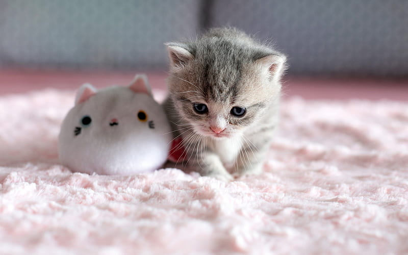 little cute kitty, cute animals, gray fluffy kitten, little cat, kitten with toy, HD wallpaper