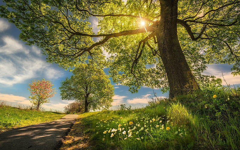 Summer Road, sunbeams, summer, sunshine, road, trees, meadow, HD wallpaper
