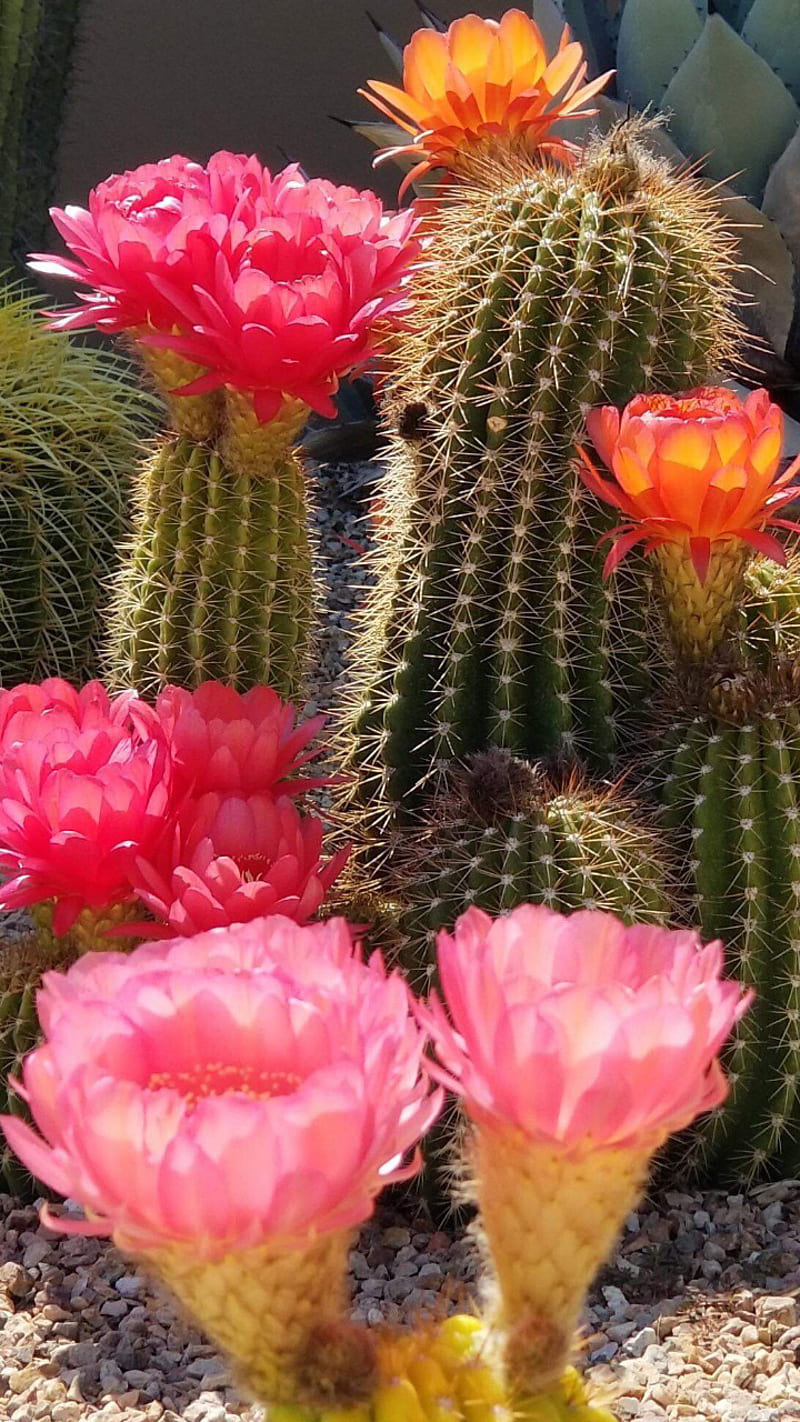 Cacti, cactus, flower, flowers, nature, HD phone wallpaper
