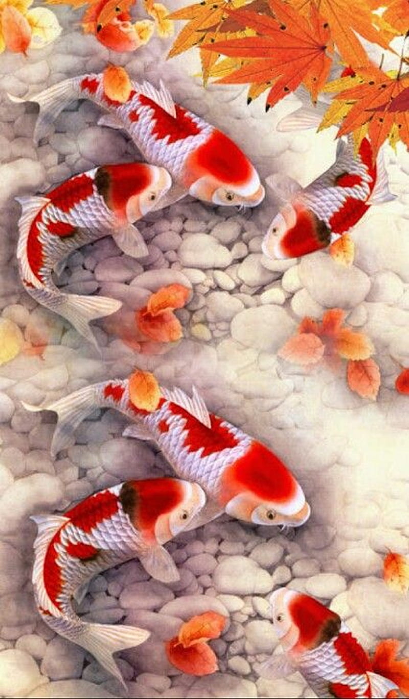 Koi fish, HD phone wallpaper | Peakpx