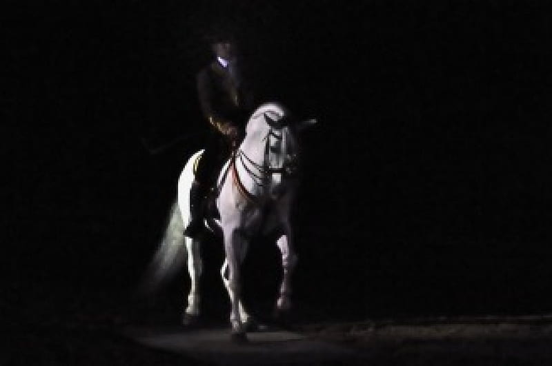 Horse in the Darkness, spanish stallion, darkness, dark, andalusian stallion, animals, horses, HD wallpaper