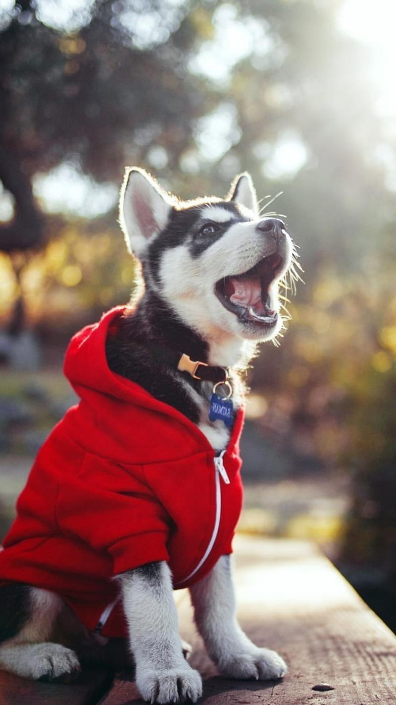 Cute Dog in Red Jacked , puppy, animal, pet, red jacked, HD phone wallpaper