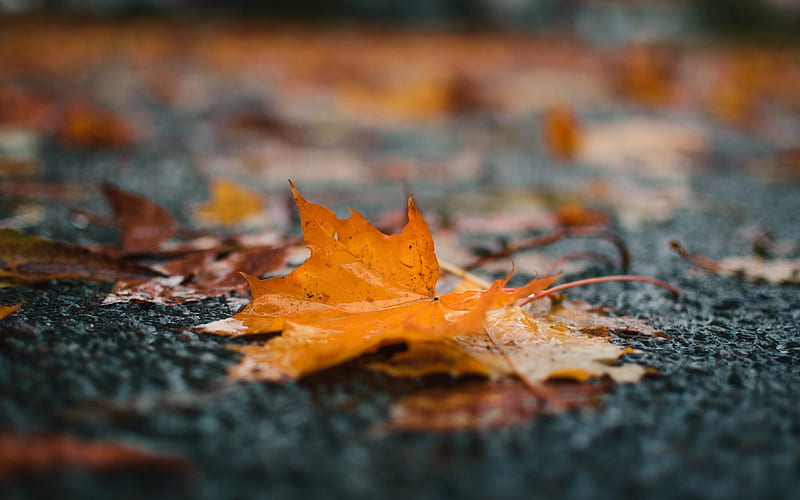 maple yellow leaf, autumn, rain, puddle, fallen leaves, autumn concepts, HD wallpaper