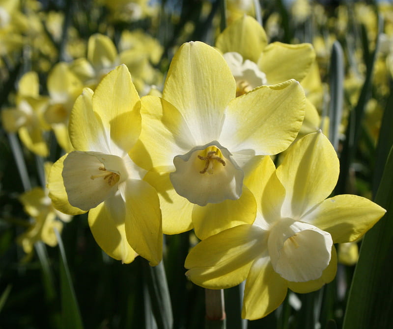 White narcissus, narcissus, spring, daffodils, sunlight, HD wallpaper