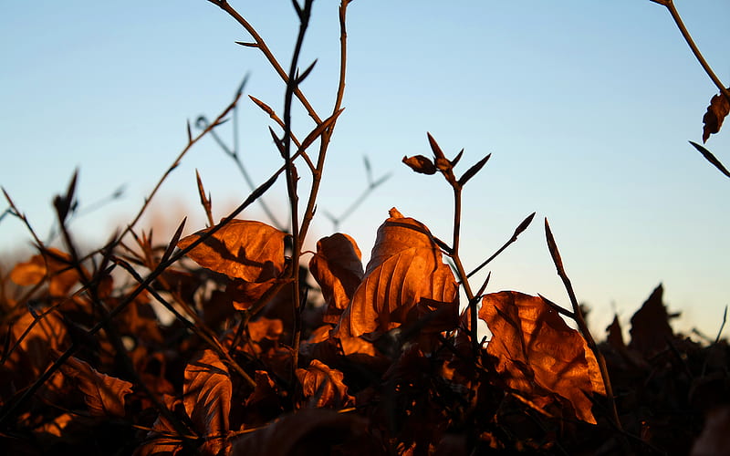 Late autumn afternoon, leafes, autumn, sun light, sunset, peaceful coulors, sky, HD wallpaper