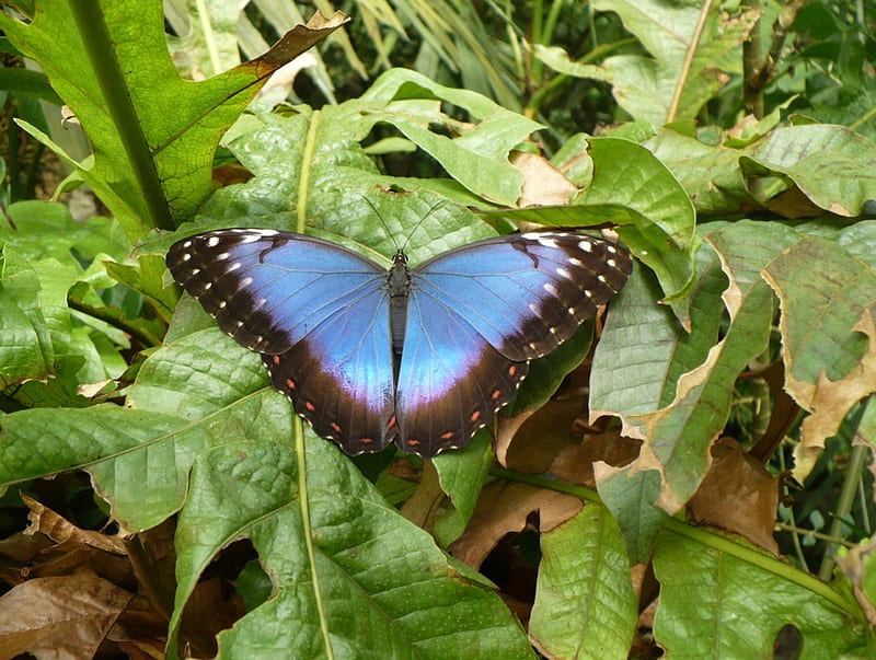 Blue Morpho butterfly, morpho, bug, blue morpho, butterfly, bonito, blue butterfly, HD wallpaper
