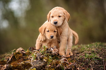 HD two puppies wallpapers | Peakpx