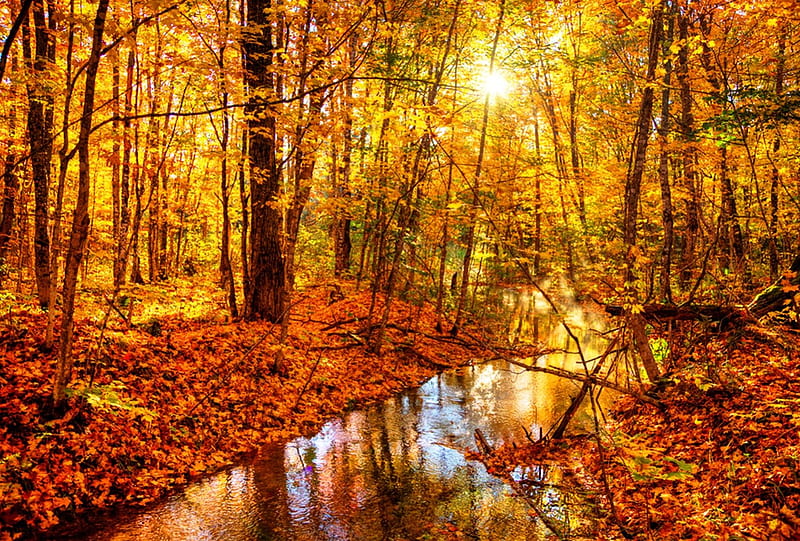 Forest fire - Fall, fall, red, sun, yellow, carpet, leaves, color, rusty, season, river, forest, faded, trees, fire, water, day, nature, HD wallpaper