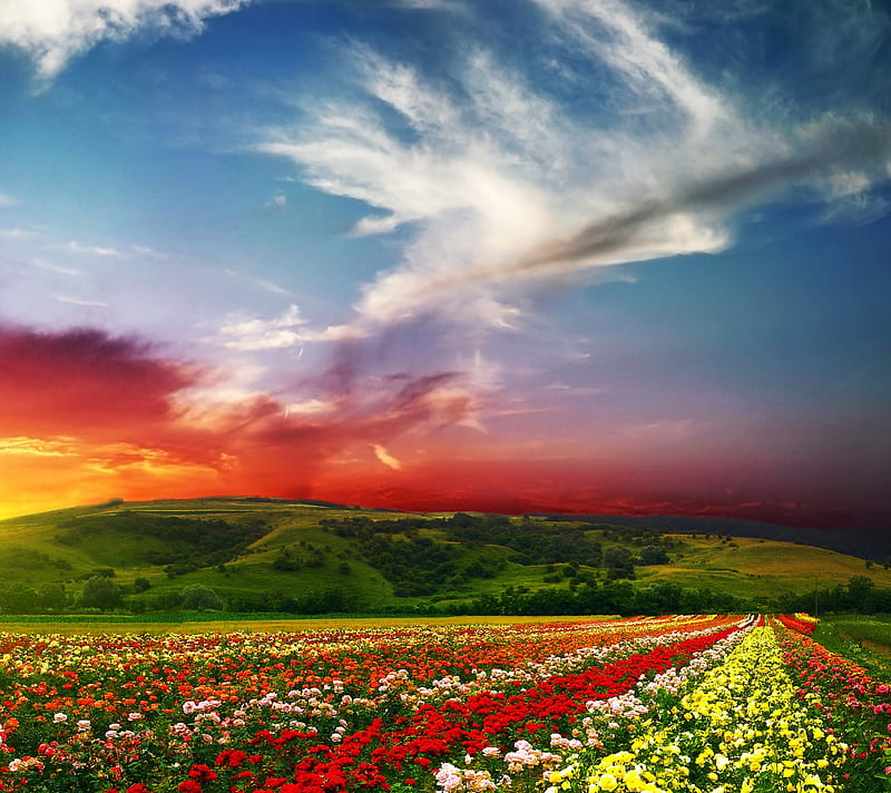 India, flowers, green, meadows, red, roses, sunset, yellow, HD wallpaper