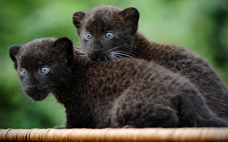 small panthers zoo, cubs, predators, panthers, Black panthers, HD wallpaper