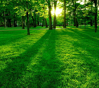 Green Park, bonito, trees, grass, greenery, HD wallpaper | Peakpx