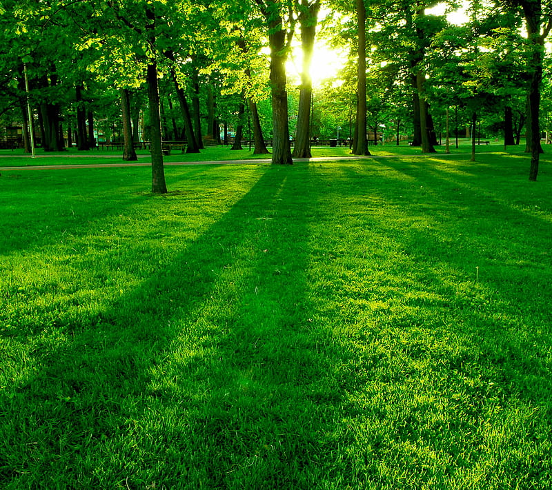 Grassy Sunrise, grass, green, nature, sun, tree, HD wallpaper | Peakpx
