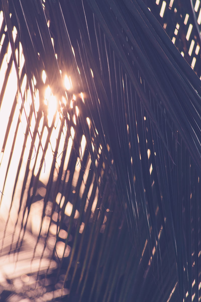 palm, leaves, sunlight, blur, HD phone wallpaper