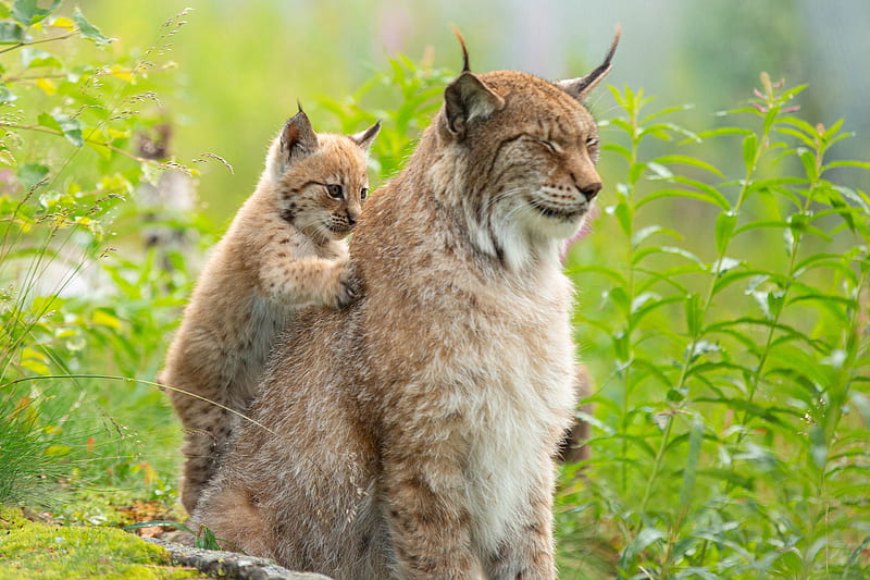 Cats, Lynx, Baby Animal, Big Cat, Cub, Wildlife, predator (Animal), HD wallpaper