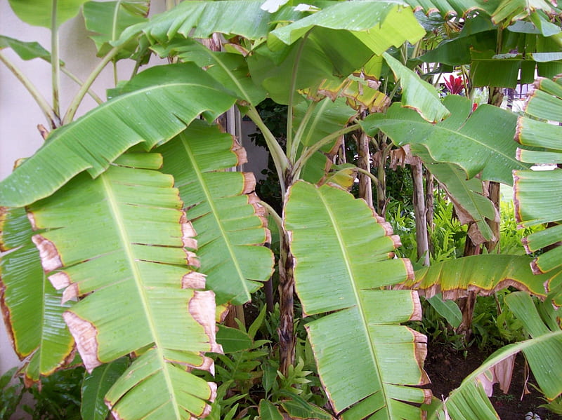 Banana Tree, Tree, tropical, hawaii, Banana, HD wallpaper