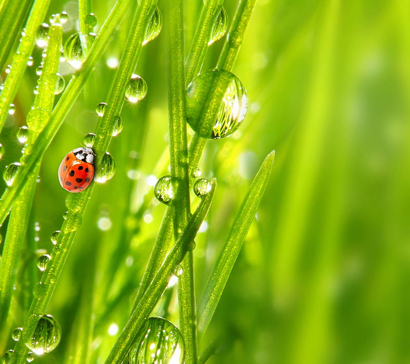 Morning Dew, drops, grass, green, insect, ladybug, nature, spring, HD  wallpaper | Peakpx