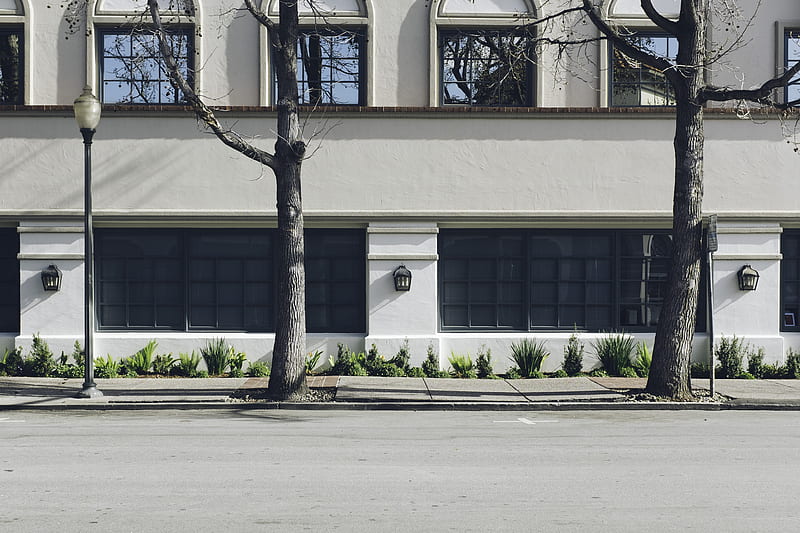 two bare trees near white concrete building, HD wallpaper