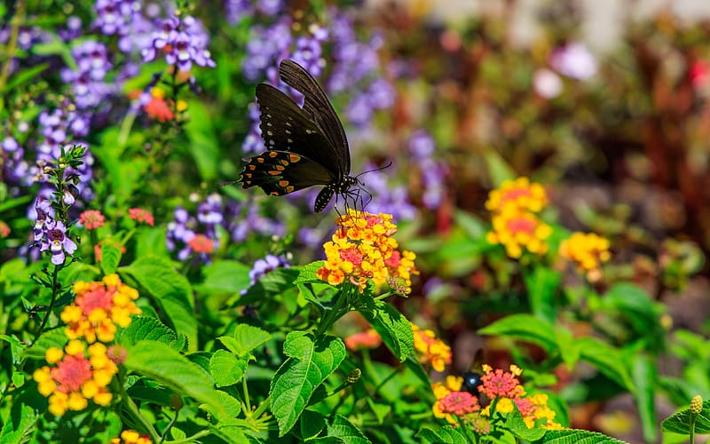 Black Swallowtail Butterfly, swallowtail, black, butterfly, insect, HD wallpaper