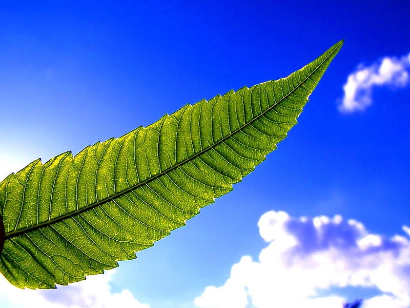 Vista plant, green, windows vista, nature, sky, blue, leaf, HD wallpaper |  Peakpx