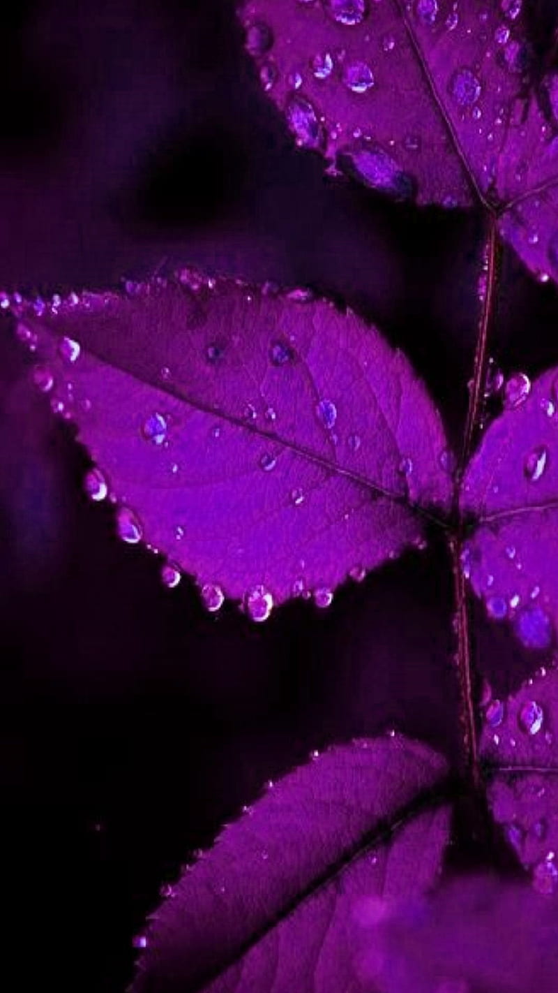 Purple Leaf, HD phone wallpaper