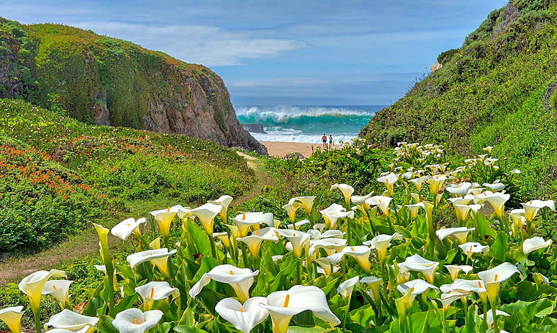 Coastal Calla Lilies, grass, bonito, shrubs, sea, wave, beach, summer, flowers, path, HD wallpaper