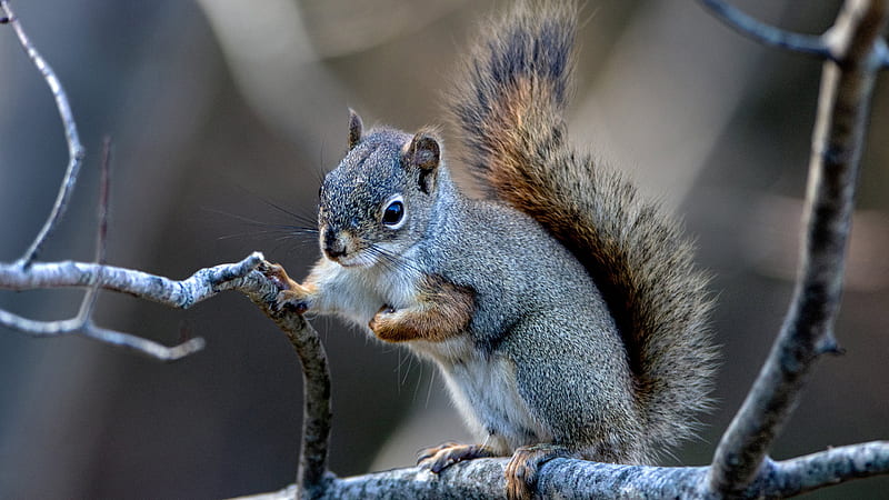 Gray And White Squirrel Is Standing On Dry Branch Squirrel, HD wallpaper