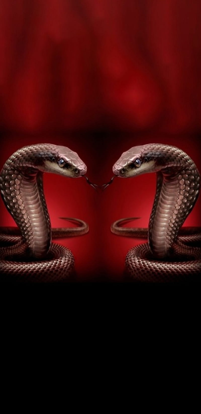 Black cobra, animals, snake, HD phone wallpaper | Peakpx